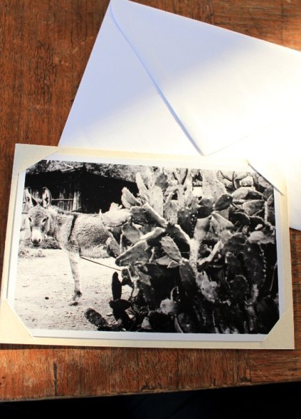 画像1: オアハカの生写真グリーティングカード (1)
