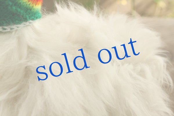 画像5: チューヨニット帽アルパカ (5)